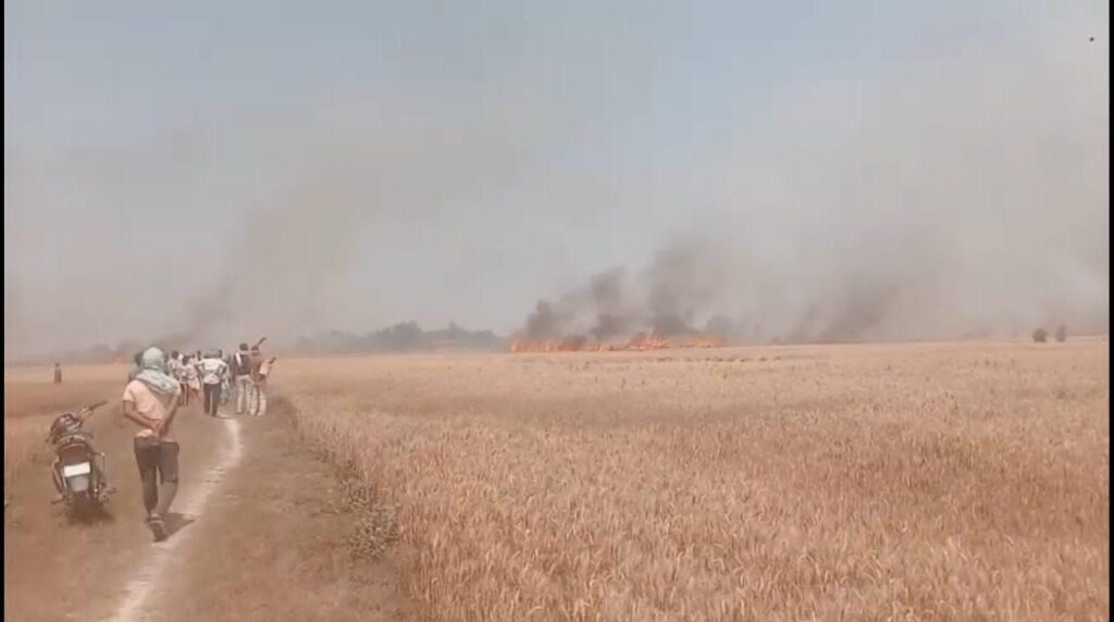 हाईटेंशन तार से निकली चिंगारी ने मचाई तबाही, 65 एकड़ गेहूं की खड़ी फसल जलकर राख 2 img 20250327 wa03254857976567706803074