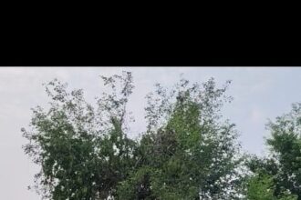 IMG 20251110 WA0419