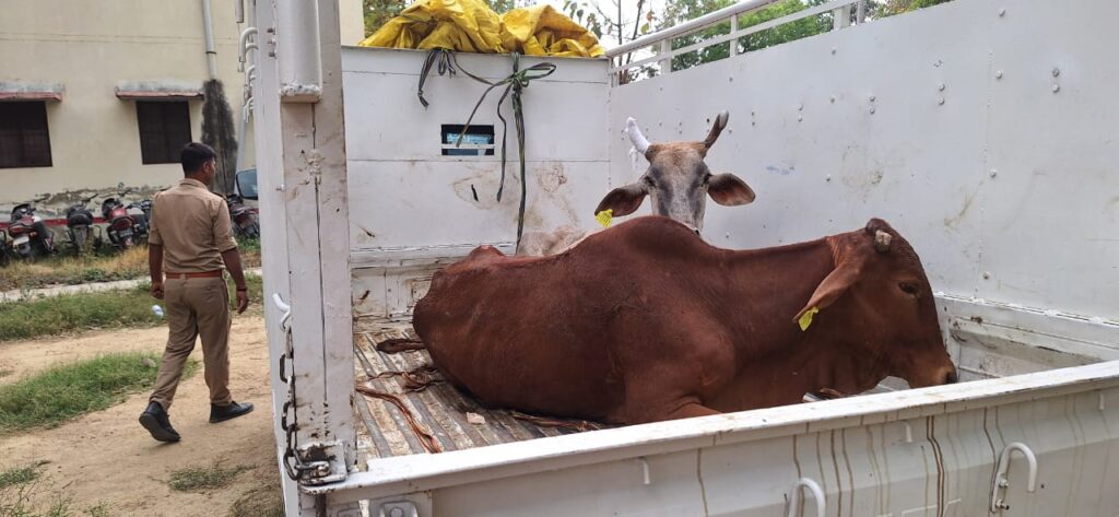 सादात पुलिस का बड़ा खुलासा: पिकअप से 11 गोवंश बरामद, एक तस्कर गिरफ्तार 12 IMG 20260408 WA0024