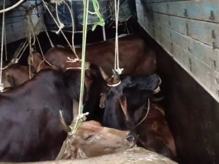 गाजीपुर में पुलिस-गोतस्करों की मुठभेड़, मुख्य तस्कर के पैर में लगी गोली 15 1002924074