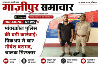 पिकअप से बरामद गोवंश गाजीपुर